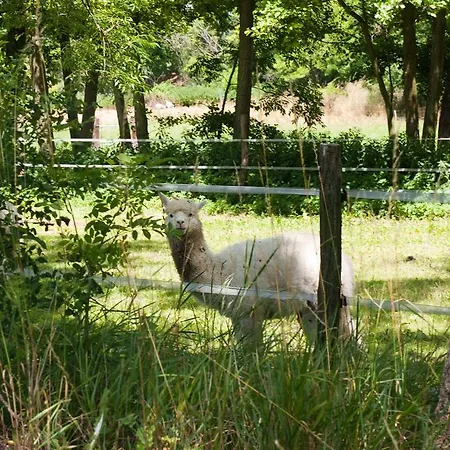 Проживание в семье Obenauf In