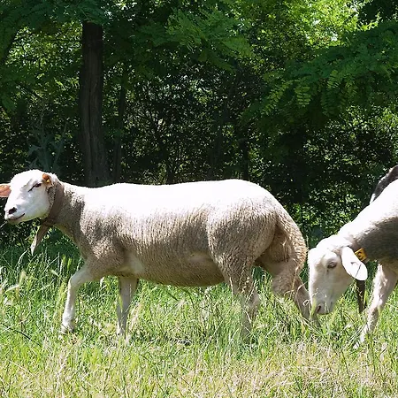 Obenauf In