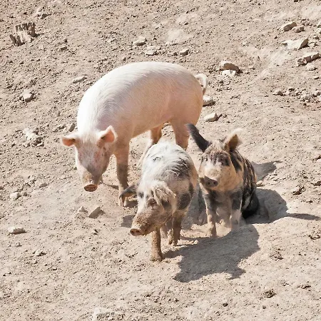 Obenauf In Unternalb
