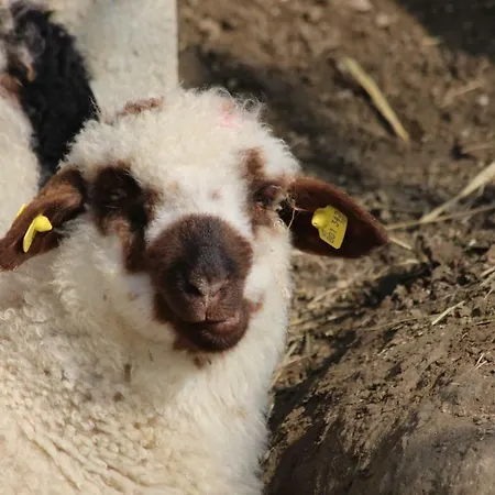 Проживание в семье Obenauf In *