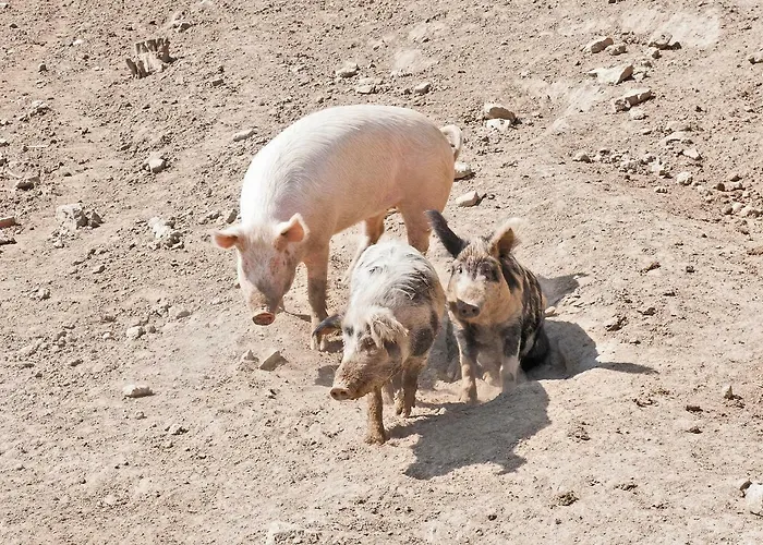 Obenauf In Unternalb