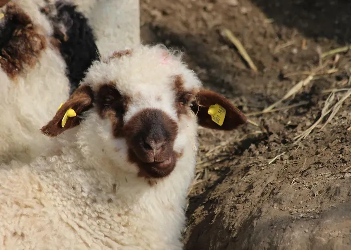 Homestay Obenauf In *